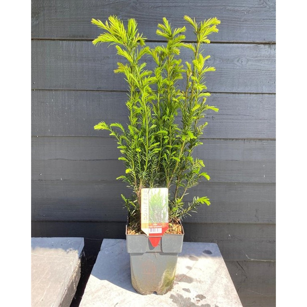 Hybrididegran – Taxus media 'Groenland' - C2 55-60 CM